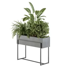 Indoor plant plant set in black box